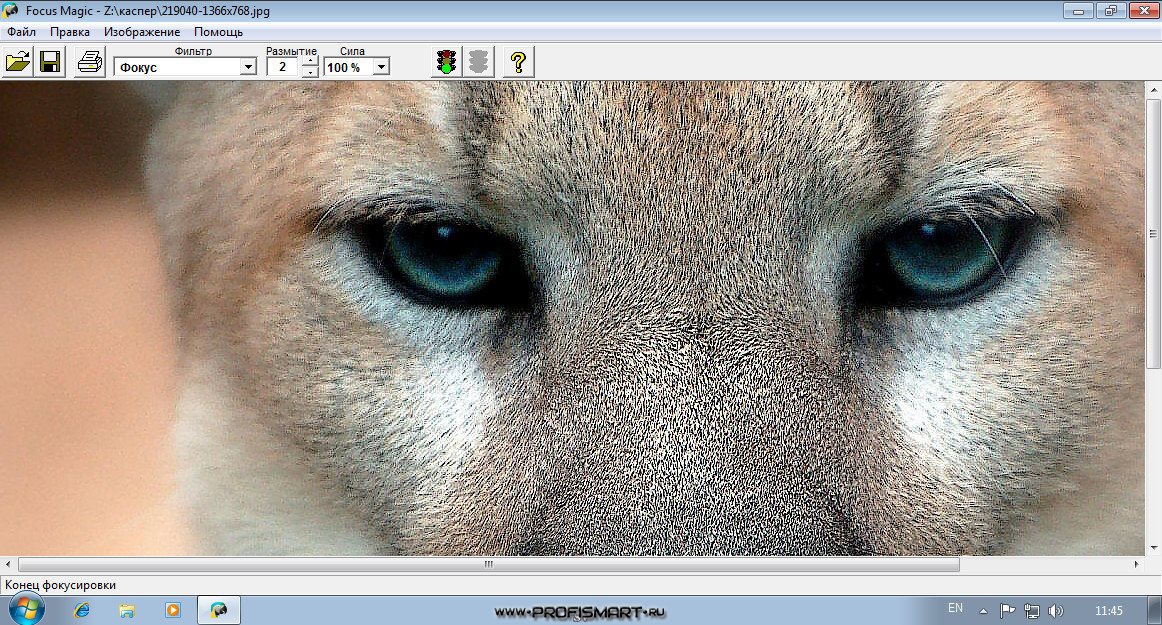 Focus magic. Magic Focus картинка. Программа фокус на компьютере. Размытая Ежик Focus Magic.